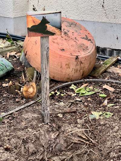 Unsere Fellnasen im Regenbogenland-Beitrag-Bild