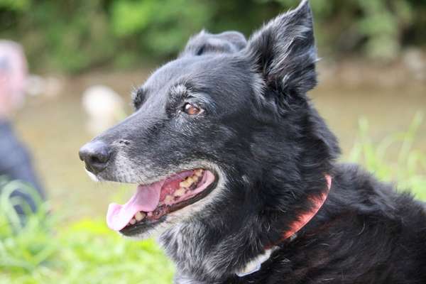 Unsere Fellnasen im Regenbogenland-Beitrag-Bild