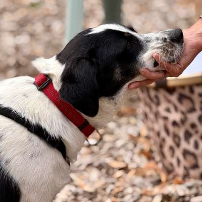 aktuelles Foto Gruppe Hunde aus dem Tierschutz