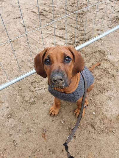 Die Dogorama Wochen Challenge-Beitrag-Bild