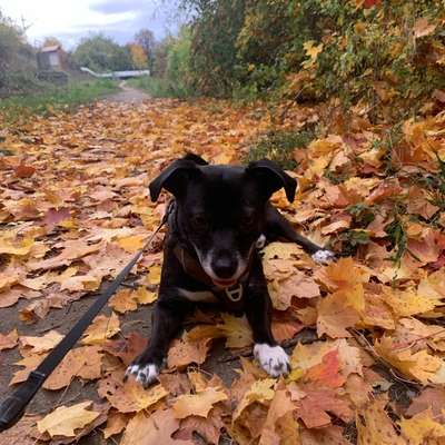 Hundetreffen-Hunde Kumpels gesucht-Bild