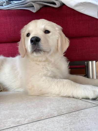 Welpen Bilder !-Beitrag-Bild