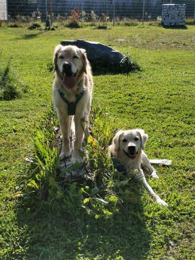 Wo sind die Golden Retriever Liebhaber?-Beitrag-Bild