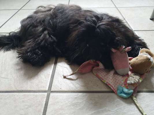 Shih Tzu von Jung bis Senioren-Beitrag-Bild