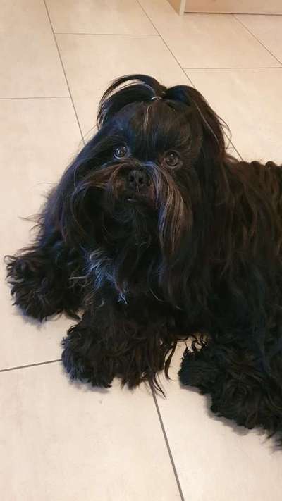 Black dogs are beautiful-Beitrag-Bild