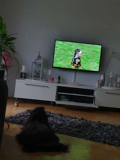 Fernseh-Hunde-Beitrag-Bild