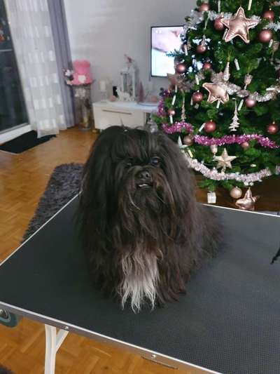 Black dogs are beautiful-Beitrag-Bild