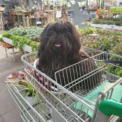 Black dogs are beautiful-Beitrag-Bild