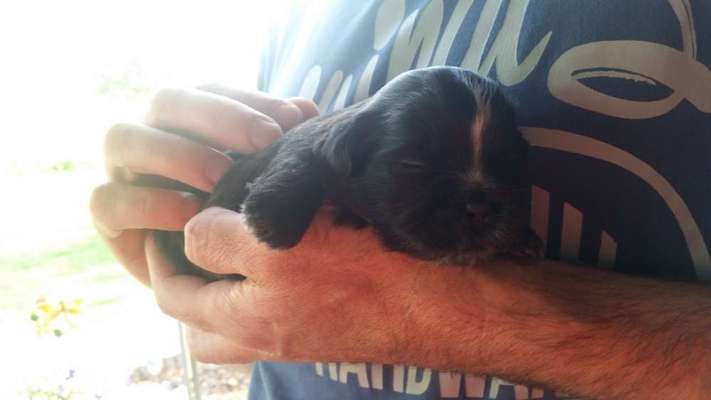 Welpenfotos-Beitrag-Bild