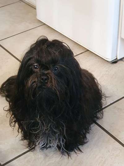 Black dogs are beautiful-Beitrag-Bild