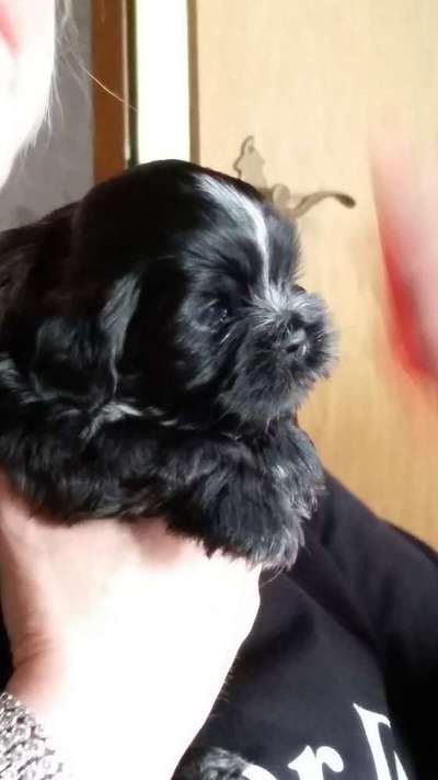 Welpen Bilder !-Beitrag-Bild