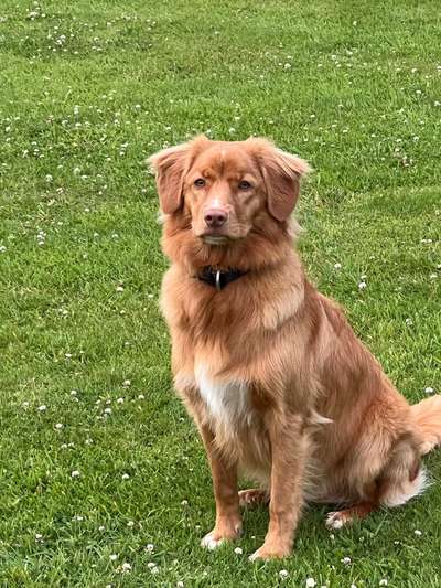 aktuelles Foto Gruppe Nova Scotia Duck Tolling Retriever