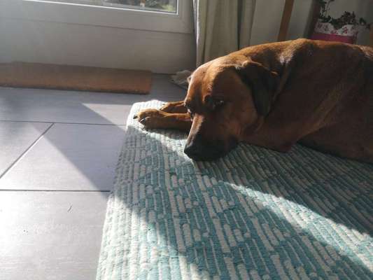 eure Spitznamen für die Vierbeiner-Beitrag-Bild