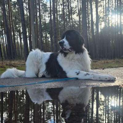 Hundetreffen-Social Walk und/oder Spieltreffen-Bild