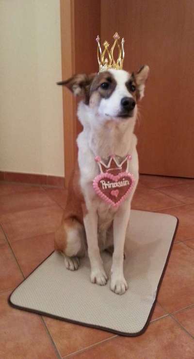 Zeige das lustigste Bild eures Hundis-Beitrag-Bild