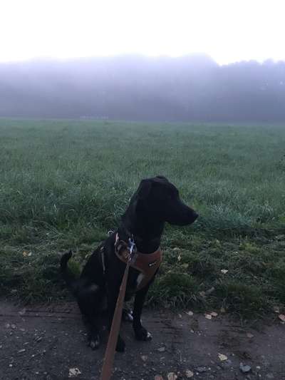 Dogorama Photo Challenge - Nebel-Beitrag-Bild