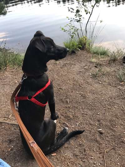 Dogorama Photo Challenge - Gassipause-Beitrag-Bild