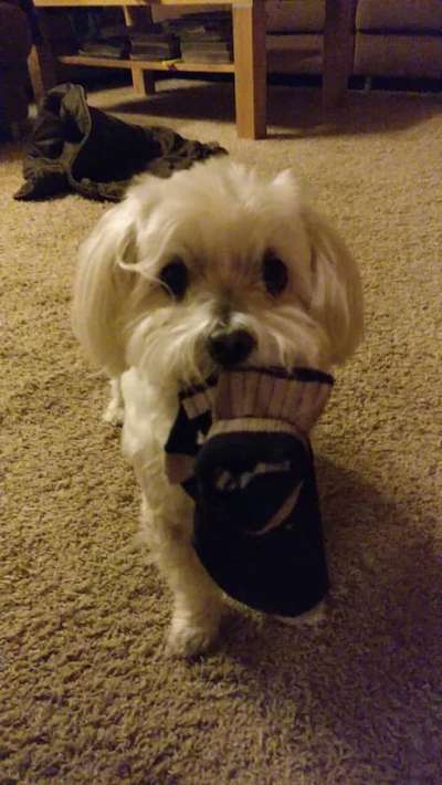 Unsere Fellnasen im Regenbogenland-Beitrag-Bild