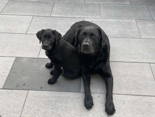 Wie heißt dein Hund?-Beitrag-Bild