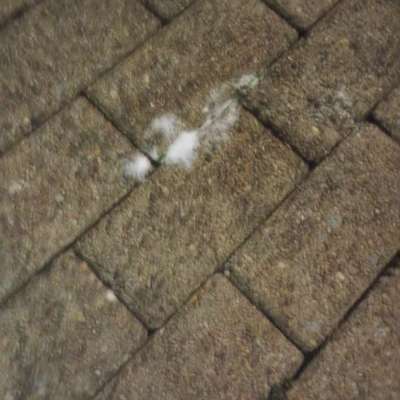 Giftköder-Eventuell Unkrautgift, auf dem Gehsteig!-Bild