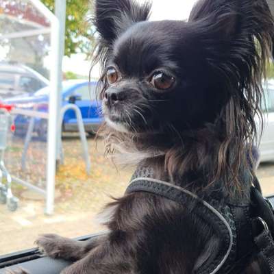 Hundetreffen-Chihuahuatreffen Nürnberg