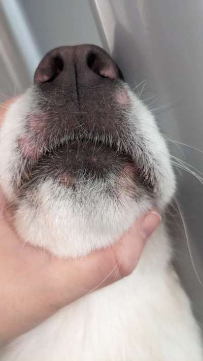 Samojede-Beitrag-Bild