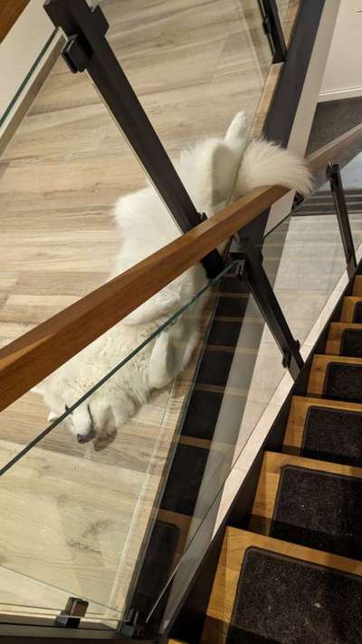 Samojede-Beitrag-Bild