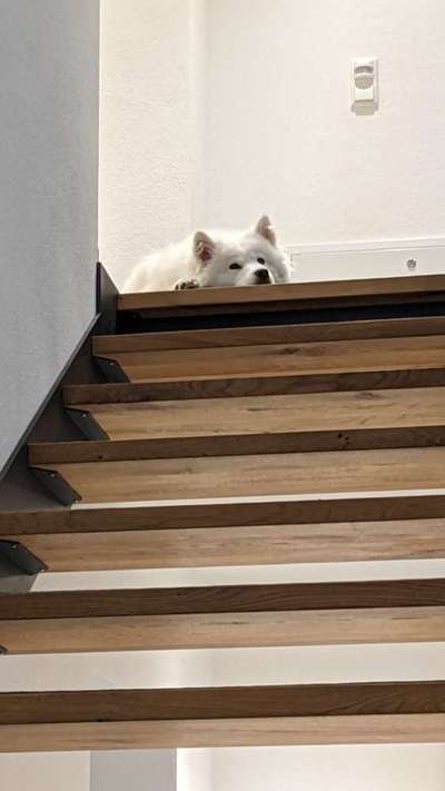 Samojede-Beitrag-Bild