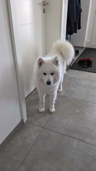 Samojede-Beitrag-Bild