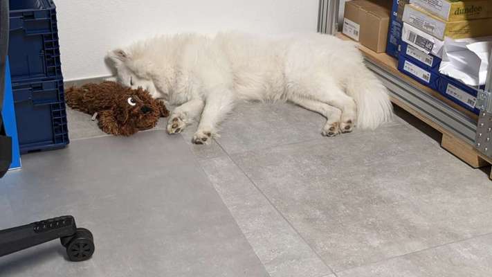 Samojede-Beitrag-Bild