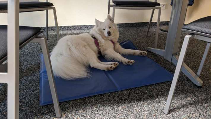 Kühlmatte oder andere Kühlvariante-Beitrag-Bild