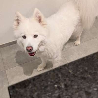 Reinrassige Hunde?-Beitrag-Bild