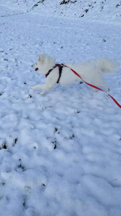 Samojede-Beitrag-Bild