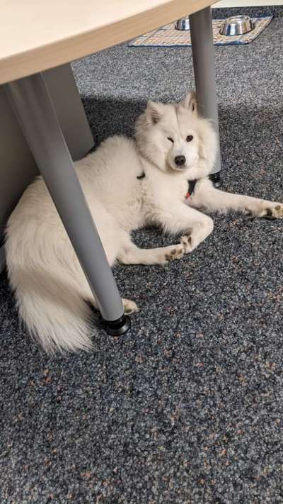 Samojede-Beitrag-Bild