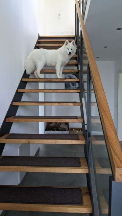 Samojede-Beitrag-Bild