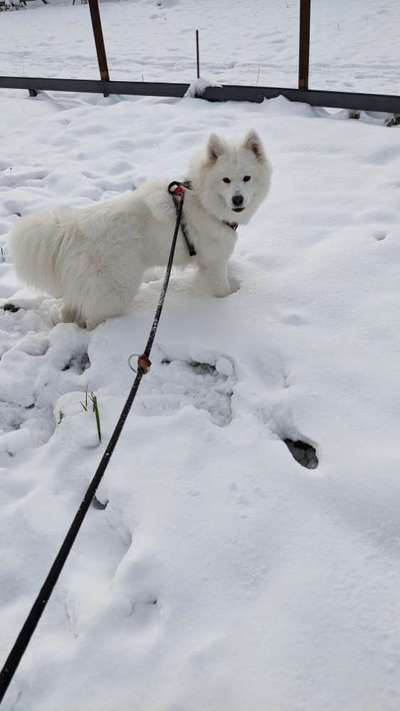 Samojede-Beitrag-Bild
