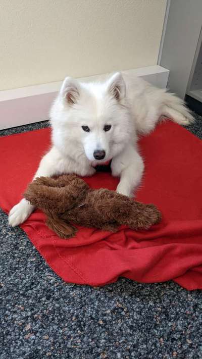 Euer Hund und sein Lieblingskuscheltier-Beitrag-Bild