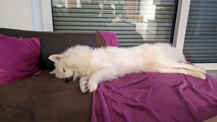 Nordische Hunde-Beitrag-Bild