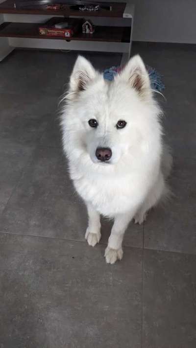 Samojede Besitzer-Beitrag-Bild