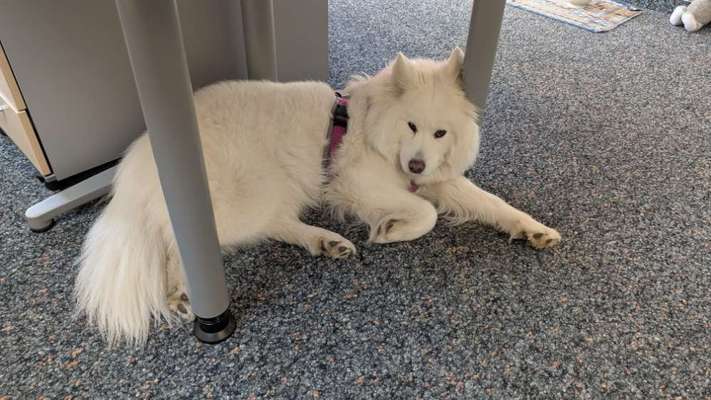 🐶 Sind Bürohunde jetzt VERBOTEN?! 😱-Beitrag-Bild