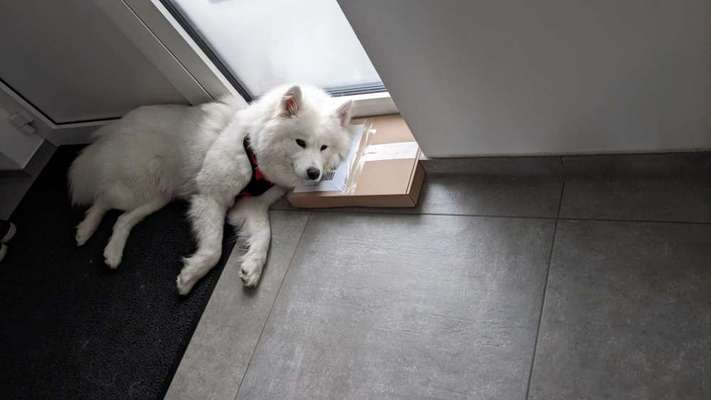 Samojede-Beitrag-Bild