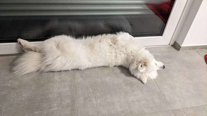 Samojede-Beitrag-Bild