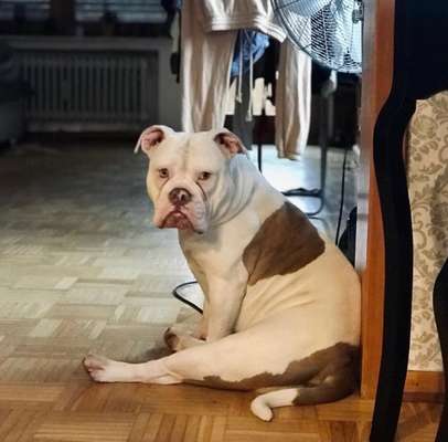 Olde English Bulldogge-Beitrag-Bild