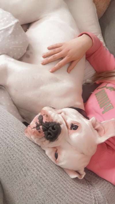 Deutsche Boxer-Beitrag-Bild