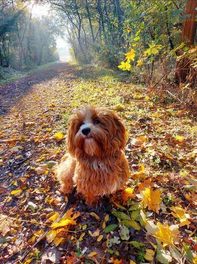 Hunderunde-Beitrag-Bild