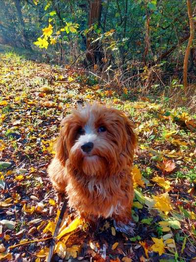 Welche Hunderasse-Beitrag-Bild