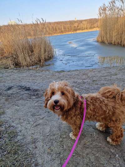 Spitzname(n) Deines Hundes-Beitrag-Bild