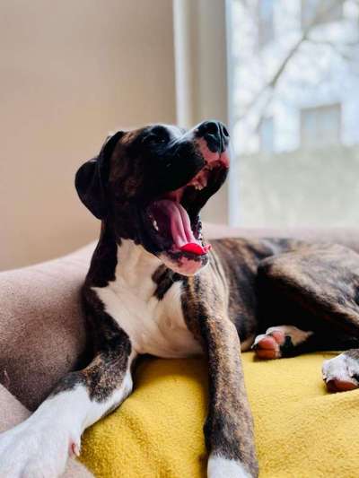 Fotochallenge Nr. 59 - Mein Hund zeigt die Zunge-Beitrag-Bild