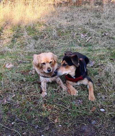 Bester Freund, Hundekumpel - zeigt her!-Beitrag-Bild