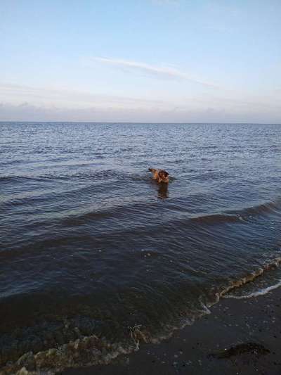 Dogorama-Monats-Challenge-Mai "Wasser"-Beitrag-Bild